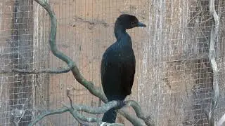 Pygmy Cormorant   4K