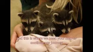 Go fund me Raccoon Cage 1