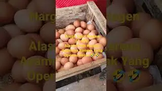 Harga Telor Melonjak Naik Kisaran Rp.31.000/Kg. Menjelang Hari Kemerdekaan.