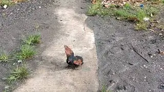 bermain sama burung bubut jawa