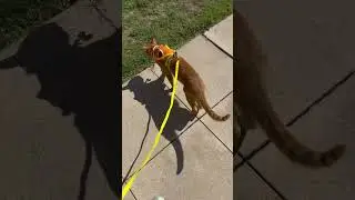 Many owners walking cat on harness and leash can be found enjoy the indoor cat safety 👍😻