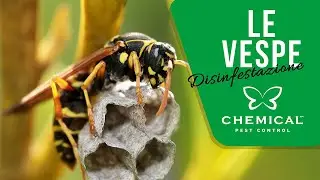 Le vespe - Chemical Pest Control