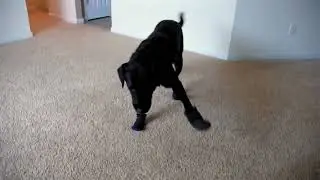 Dog Tries to Wear Shoes #dog