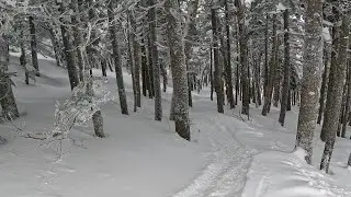 Great Day Skiing The Trees At Mount Snow!🌲⛷️