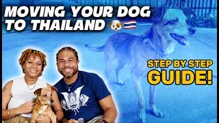 How We Flew Our Dog From the U.S. to Thailand | Step-by-Step Expat Guide