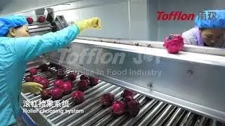 Dragon fruit processing line