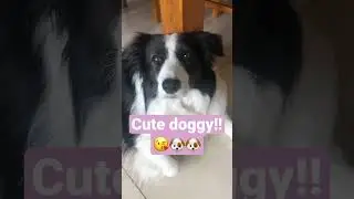 Border Collie Being CUTE for 5 SECONDS!!!😘😍🐶