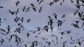 Baie du febvre 2020
