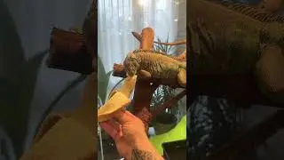 #iguana #shortvideo #дракон #shorts #short #shortsfeed #тикток #инстаграм #лето #подпишись #приколы