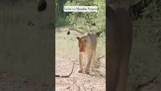 Le&oacute;n encuentra a una Mamba negra la serpiente m&aacute;s letal de &Aacute;frica #animales #wild #salvajes #shorts