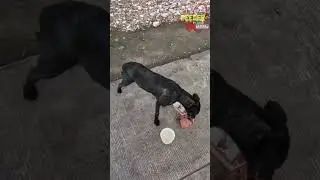 Понимание их языка тела также очень важно 😊