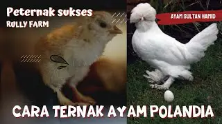 CARA TERNAK AYAM POLANDIA || RULLY FARM