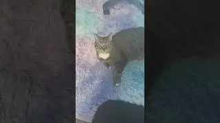 Kitty watching me cook 😸