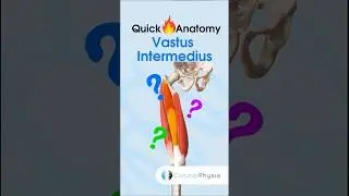 Vastus Intermedius #physiotherapy #physicaltherapy #muscleanatomy #quads #quadriceps