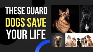 15 Most Popular Protective Dog Breeds!