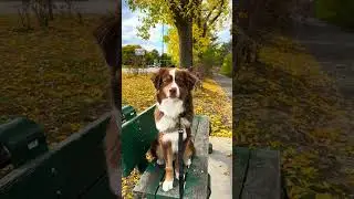 POV: You own an Australian Shepherd #australianshepherd #aussiesdoingthings #aussie #puppy #dog
