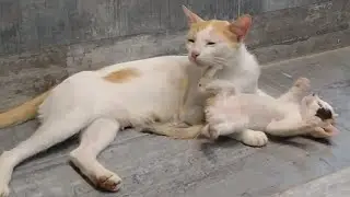 Mom Cat Trying To Escape And Fight With Other Mother Cat Behind The Door