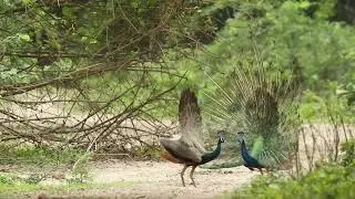 Mesmerizing Peacock Dance - Dance Display #peacock #peacock dance