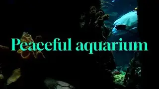 Inside the Lisbon Oceanarium: Mesmerizing Sea Life | No Distraction