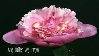 Back to the Earth (Jason Mraz cover) Lyric Video - a capella Cassandra Kubinski