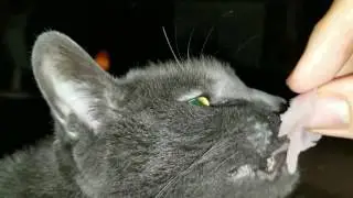 cute cat eats ham for the first time | dawsonvlogs