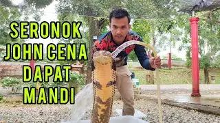 MANDIKAN JOHN CENA (THE REAL KING COBRA)