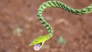 vine snake.  wildlife #koyna #snakevideo #vinesnake