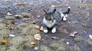 The intro to the cat spunky(monkey)