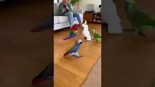 Танцы слишком хороши