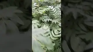 Powerpuff tree #plants #shortvideo