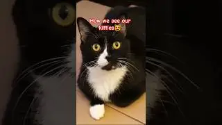 Perception is Everything #funny #cat #music #relatable #fypage