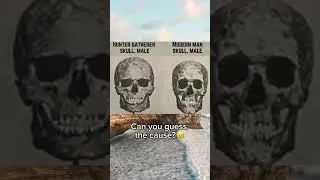 Face comparison between our hunter ancestors skulls and modern skulls #health #face #aesthetic