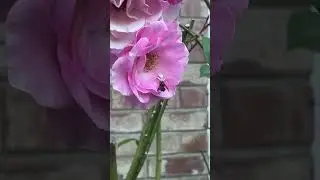 Spider pest control at the bee food source #nature #wildlife