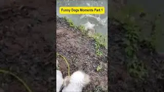 Funny Dogs Moments Part 1 #shorts