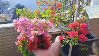 Xử lý những đọt non nụ hoa  giấy ngày Tết  l Cắt tỉa kê tàn bấm đọt hoa giấy nhiều hoa ngày Tết 