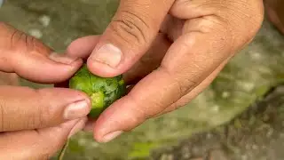 एउटै रुद्राक्षले लखपति देखी करोडपति सम्म शिव भगवान् को अमुल्य गहना ।।@#