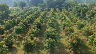 Jalaram Mango Farm house ll Mahisagar Gujarat ||