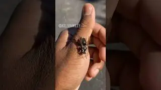 Bald-Faced Hornet Handling!