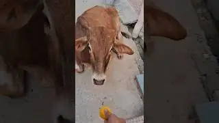 Feeding orange to cow #cow #orange