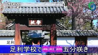 足利学校で寒紅梅五分咲き　足利