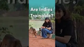 Truth about Indian Street Dog Training | Are Indie Dogs really trainable? by dog experts thePack.in