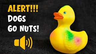 The Sounds That Makes Every Dog Go Nuts! 🐶💥