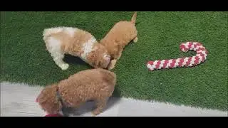 F1B CAVAPOO PUPPIES (D) AVAILABLE FOR ADOPTION