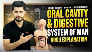 Oral Cavity | Digestive System of Man | Biology 2nd Year Chapter 14 | NBF Book | Urdu Explanation