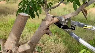 || Rs. 2900 || Branch Cutter or Pruner || Premium Quality || upto 4 inch || 📲 9886747007 ||