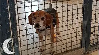 Aufklärungs- und Informationsvideo zum Thema Tierversuche & Laborbeagle