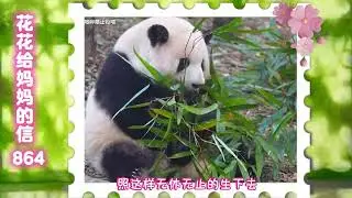 《花花给妈妈的信864》 惆怅的花花啊～🤣#来这里吸熊猫 #大熊猫和花 #大熊猫和花和叶 #熊猫花花 #大熊猫