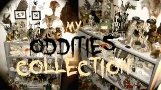 My Oddities Collection