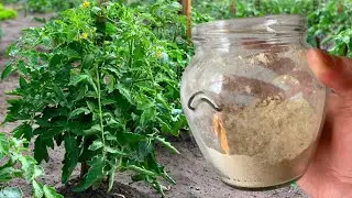 ПЕРВАЯ И САМАЯ ВАЖНАЯ ПОДКОРМКА томатов и огурцов после высадки в грунт!
