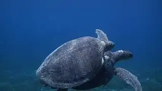 Green turtles (chelonia mydas)mating at Paphos Cyprus